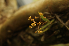 Trizeuxis falcata