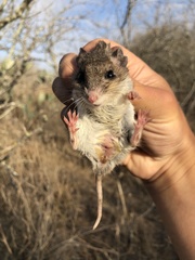 Onychomys leucogaster