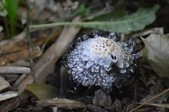 Coprinus comatus