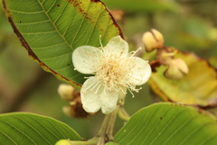 Calycolpus moritzianus