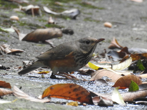 Grey-backed Thrush (Turdus hortulorum), photo 2