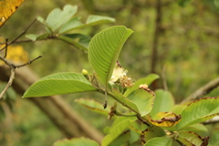 Calycolpus moritzianus