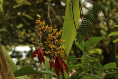 Aechmea angustifolia
