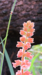 Sinningia allagophylla