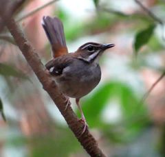 Cercotrichas leucosticta
