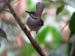 Cercotrichas leucosticta