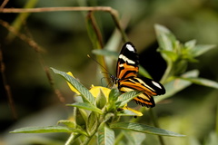 Heliconius ethilla