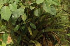 Aechmea angustifolia