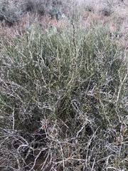 Ephedra antisyphilitica