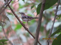 Cercotrichas leucosticta