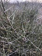Ephedra antisyphilitica