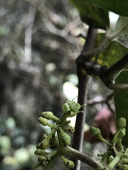 Cissus trianae