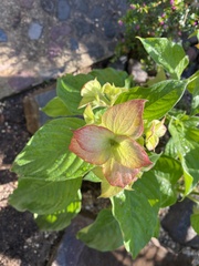 Mussaenda erythrophylla