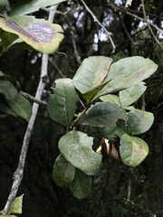 Cissus trianae