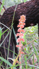 Sinningia allagophylla