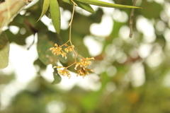 Trizeuxis falcata