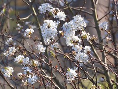 Prunus gracilis