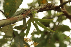 Trizeuxis falcata