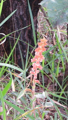 Sinningia allagophylla