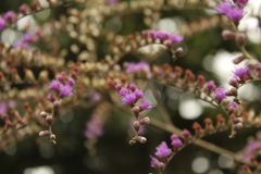 Eirmocephala brachiata