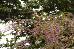 Eirmocephala brachiata