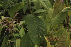 Eirmocephala brachiata