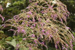 Eirmocephala brachiata