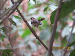 Cercotrichas leucosticta