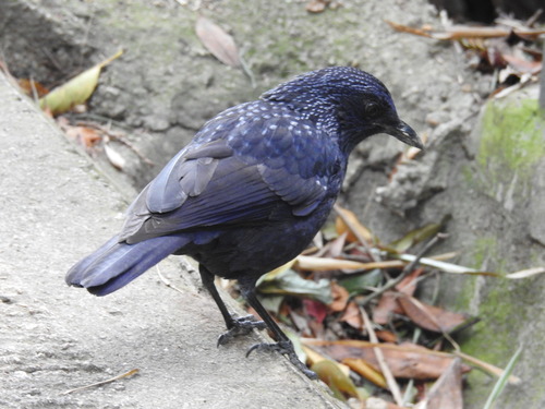 Myophonus caeruleus