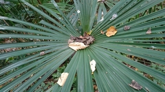 Trachycarpus fortunei