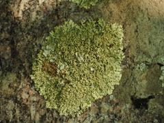 Xanthoparmelia stenophylla