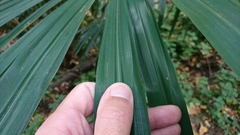 Trachycarpus fortunei