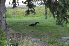 Sciurus carolinensis