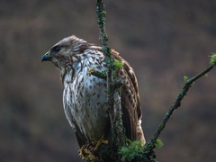 Buteo platypterus