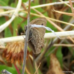 Cosmosatyrus leptoneuroides