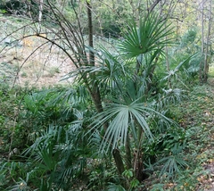 Trachycarpus fortunei