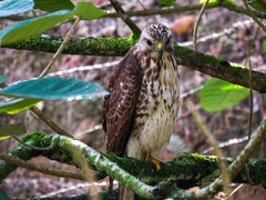 Buteo platypterus