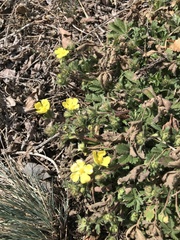 Potentilla pusilla