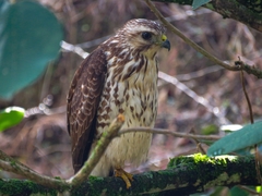 Buteo platypterus