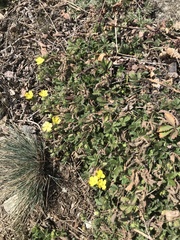 Potentilla pusilla
