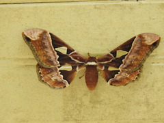 Rothschildia speculifer
