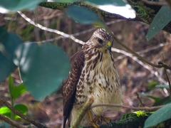 Buteo platypterus