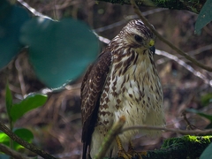 Buteo platypterus