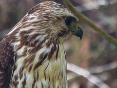 Buteo platypterus