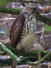 Buteo platypterus