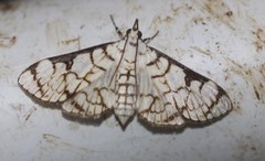 Aphytoceros lucusalis