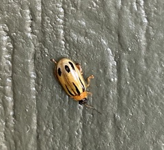 Walterianella exclamationis