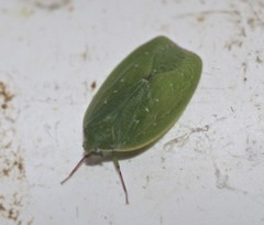 Anabunda murrayfletcheri