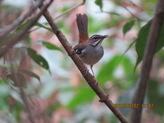 Cercotrichas leucosticta