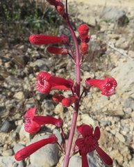 Penstemon utahensis
